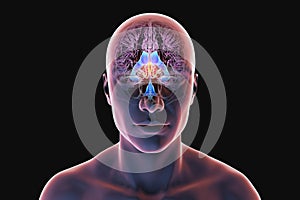 Third brain ventricle, 3D illustration