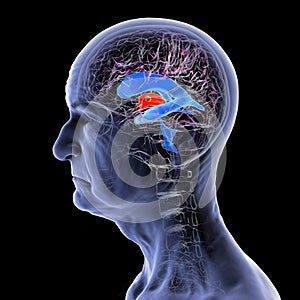 Third brain ventricle, 3D illustration