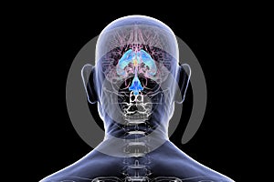 Third brain ventricle, 3D illustration