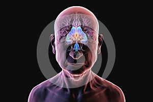 Third brain ventricle, 3D illustration