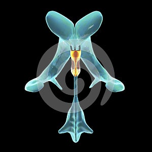 The third brain ventricle, illustration