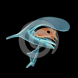 The third brain ventricle, illustration