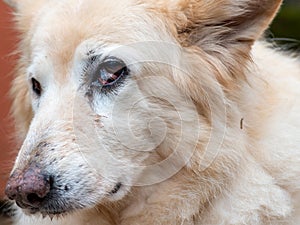 Third Eyelid Neoplasma in dog