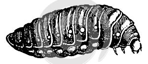 Third Larva of Sitaris Humeralis vintage illustration photo
