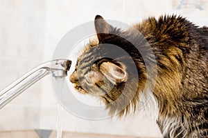 Thirst cat