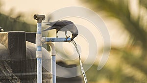 Thirsting crow drinking water