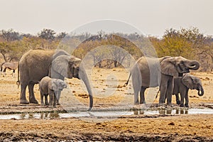 Thirsty African Bush Elephant Cows and Calves