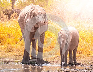 Thirsty african elephants drinking water at waterhole. Moremi Game Reserve, Okavango Region, Botswana