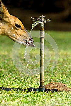 Thirsty Animal