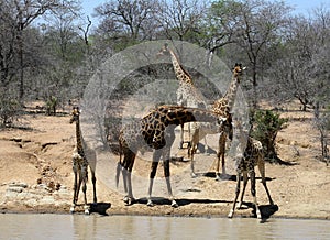 Thirsty baby giraffes with adult giraffes near water in the Savanna