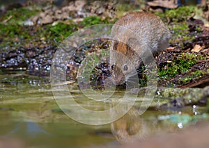 Thirsty Bank vole drinks water at the forest puddle