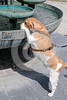 Thirsty beagle