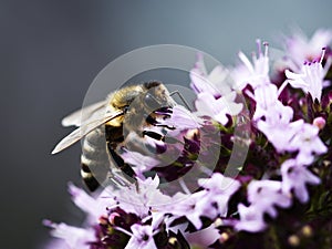 Thirsty bee on oregano blossom