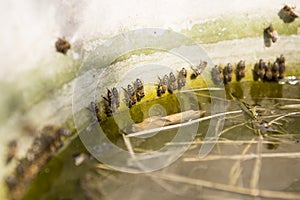 Thirsty bees