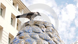 Thirsty bird, crow drinks water from a fountain on hot summer day outdoors