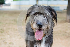 THIRSTY BLACK DOG STICKING OUT TONGUE ON SUMMER HEAT