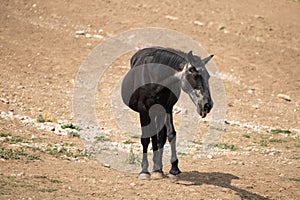 Thirsty Black Sabino Wild Horse Mare with tongue sticking out near the waterhole in Pryor Mountains Wild Horse Range Wyoming USA