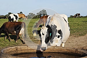 Thirsty black and white dairy cow