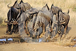 Thirsty bluewildebeest