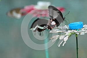 Thirsty butterfly photo