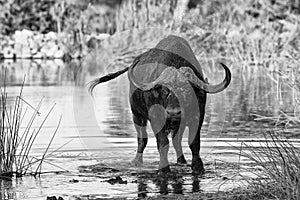 Thirsty Cape buffalo bull drinking water from pond artistic conversion