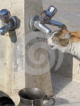 Thirsty cat