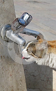 Thirsty cat