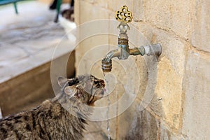 Thirsty cat is drinking water from a faucet. Blurred background. Close up view.