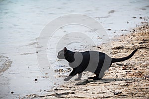 Thirsty cat drinking water in the reservoir