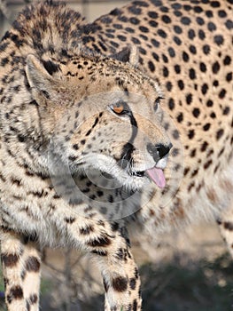 Thirsty Cheetah in South Africa