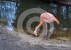 Thirsty chilean flamingo drinking some water out of the lake, portrait of a near threatened tropical bird from America