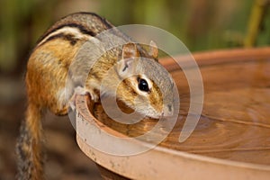 Thirsty Chipmunk