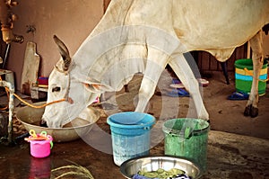 Thirsty cow drinking water in a metal bucket