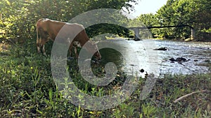 Thirsty cow drinks water river.