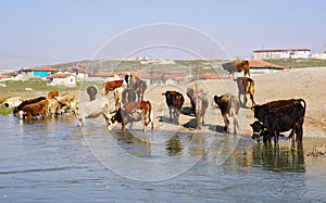 Thirsty cows drinking water from the river