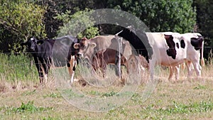 Thirsty cows on dry land in drought and extreme heat period burns the brown grass due to water shortage as heat catastrophe for gr