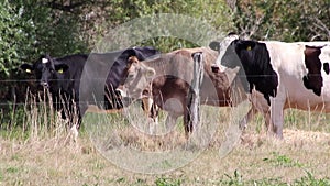 Thirsty cows on dry land in drought and extreme heat period burns the brown grass due to water shortage as heat catastrophe for gr