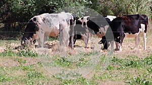 Thirsty cows on dry land in drought and extreme heat period burns the brown grass due to water shortage as heat catastrophe for gr