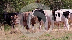 Thirsty cows on dry land in drought and extreme heat period burns the brown grass due to water shortage as heat catastrophe for gr