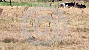 Thirsty cows on dry land in drought and extreme heat period burns the brown grass due to water shortage as heat catastrophe for gr