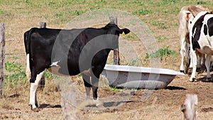 Thirsty cows on dry land in drought and extreme heat period burns the brown grass due to water shortage as heat catastrophe for gr