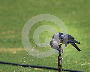 A thirsty crow drinking water