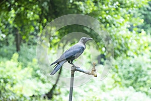 Thirsty crow seating on a water tap