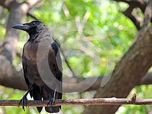 The thirsty Crow sitting on a Branch