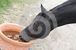 Thirsty dark brown horse drinking water from a bucket