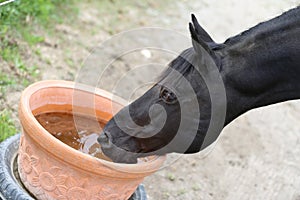 Thirsty dark brown horse drinking water from a bucket