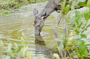 Thirsty deer is drinking water