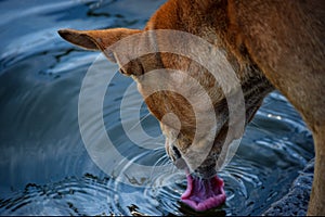 Thirsty Dog