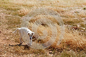 Thirsty dog dried up from summer heat. Drought