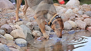 Thirsty dog drinking from the pool at the backyard